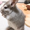 チンチラ サムネイル4