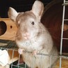 チンチラ サムネイル5