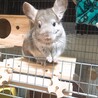 チンチラ サムネイル6