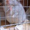 チンチラ サムネイル7