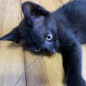 黒猫のメス♡生後2ヶ月