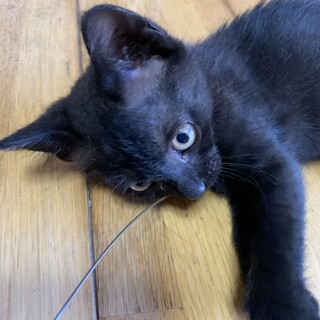 黒猫のメス♡生後2ヶ月
