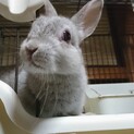 滋賀多頭飼育崩壊うさぎから生まれたベビー、ミクロ