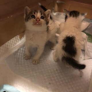 ふわもこ兄弟子猫