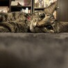 クル