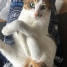 の写真