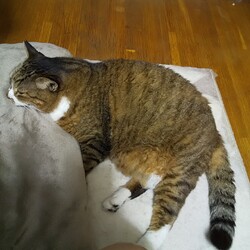 「ナイス」サムネイル2