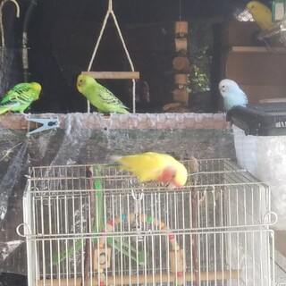 セキセイインコの里親募集