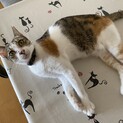 ひとが大好き三毛猫ドカンちゃん