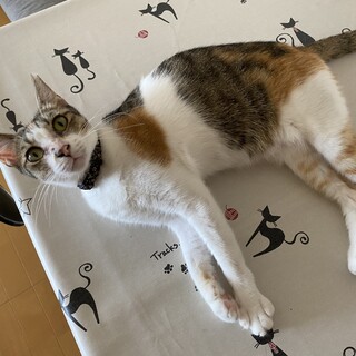 ひとが大好き三毛猫ドカンちゃん