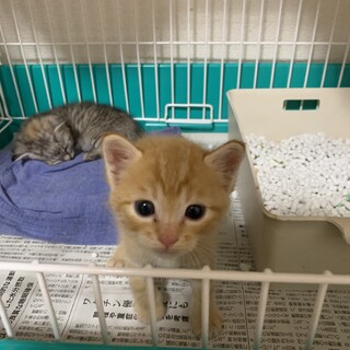 【交渉中】ふんわり茶トラ「金ちゃん」