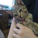 お目目パッチリ　キジ猫ちゃん