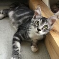 4か月半の子猫の里親募集！トライアル決定！