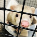 マウンテンビュー　シルバーの生後6ヶ月男の子☺︎