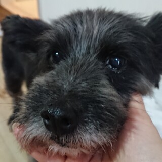 まるでぬいぐるみ❗可愛いビンちゃん❗