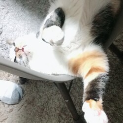 あざらし？