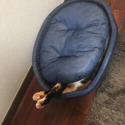 冷感接触ネコベッド
