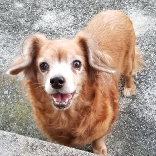 飼育放棄のチワックス親子に家族を！