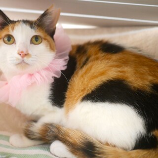 8/22譲渡会参加＊穏やかなミライ1歳