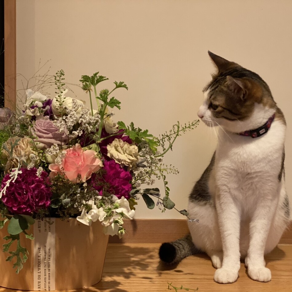 ミミのカバー写真