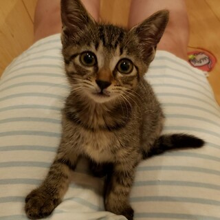 ちょっぴり人見知り、だけど活発なカレンちゃん