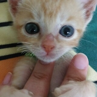 募集停止超プリティ茶トラ男子★そう