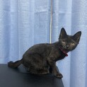 子猫を緊急で保護しました。