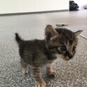 生後1ヶ月仔猫ちゃん