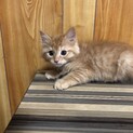 生後2ヶ月前後、やんちゃ兄弟猫ちゃん達