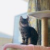 ねこねこみいさん