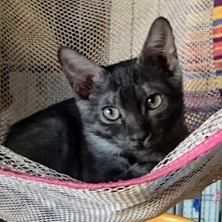 ブラックスモークのヤマト君