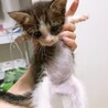 の写真