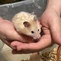 【残り1匹】ゴールデンハムスター ロング赤ちゃん