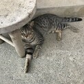 2019.5月生まれの懐っこいキジトラくん！