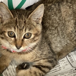麦わら風？子猫ちゃん(仮名　ちぃ)