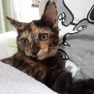 綺麗な さびの 女の子 お利口さんです！