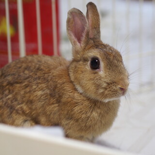 保護うさぎ　（かくれんぼーず） なおちゃん