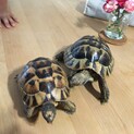 リクガメ2頭（ギリシャリクガメ&ヘルマンリクガメ）
