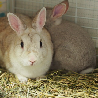 保護うさぎ　（かくれんぼーず） ららちゃん