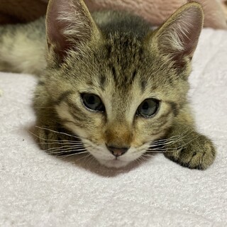 やんちゃなキジトラくん！