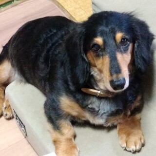 とても性格の良い子です