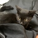 里親急募 黒猫♂