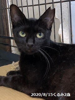 7歳8ヶ月　艶々スリムな黒猫　くるみちゃん サムネイル2
