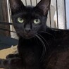 7歳8ヶ月　艶々スリムな黒猫　くるみちゃん サムネイル2