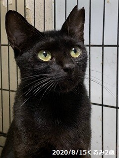 7歳8ヶ月　艶々スリムな黒猫　くるみちゃん サムネイル3