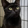 7歳8ヶ月　艶々スリムな黒猫　くるみちゃん サムネイル3