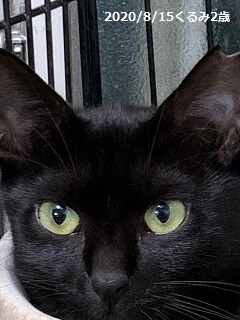 7歳8ヶ月　艶々スリムな黒猫　くるみちゃん サムネイル4