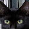 7歳8ヶ月　艶々スリムな黒猫　くるみちゃん サムネイル4