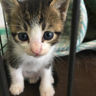 可愛い可愛い3匹の子猫ちゃんの里親募集です♪
