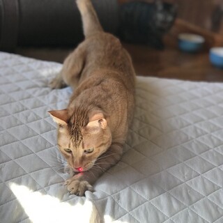 ビビリです。でも猫には優しいキットくんです。